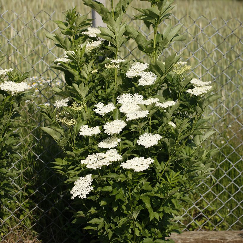 Sureau noir - Sambucus nigra Obelisk (Port)