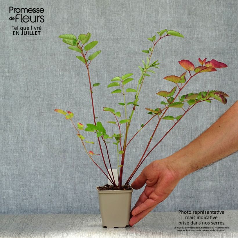 Spécimen de Sanguisorba hybride Pink Brushes - Pimprenelle tel que livré en été