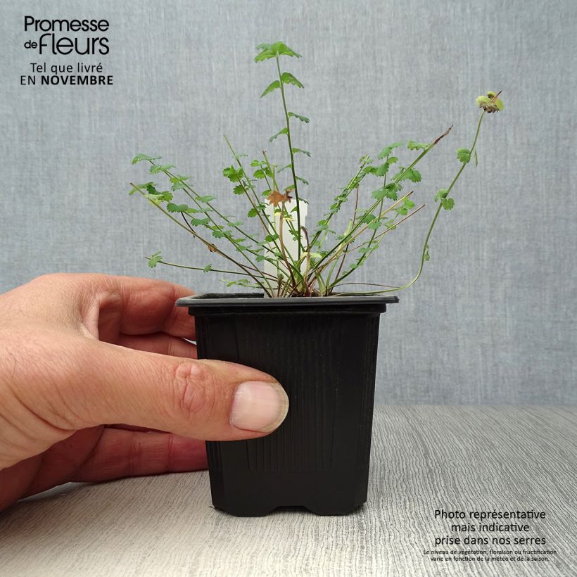 Spécimen de Sanguisorba minor - Petite Pimprenelle Godet de 9cm tel que livré en automne