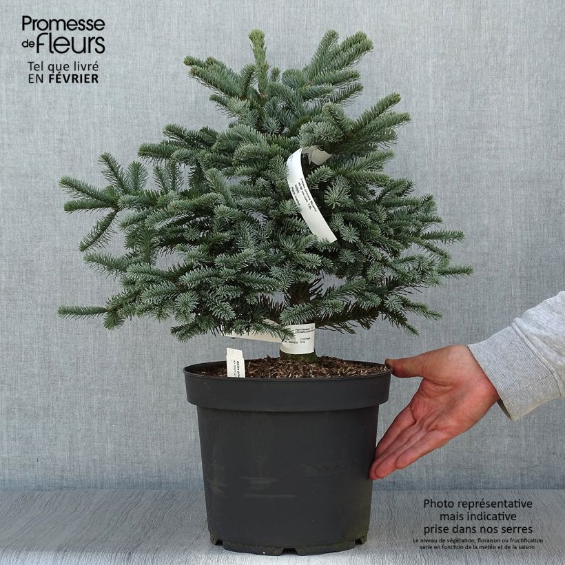 Spécimen de Sapin noble - Abies procera Bizarro                Pot de 7,5L/10L tel que livré en automne