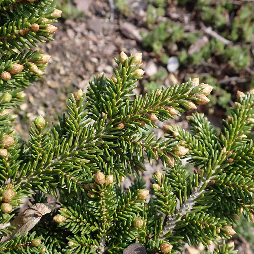 Sapinette d'Orient - Picea orientalis Jewel (Feuillage)