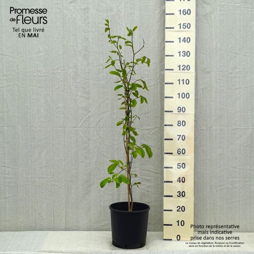 Spécimen de Sapium japonicum - Neoshirakia japonica Pot de 12L/15LHauteur livrée env. 120cm tel que livré au printemps