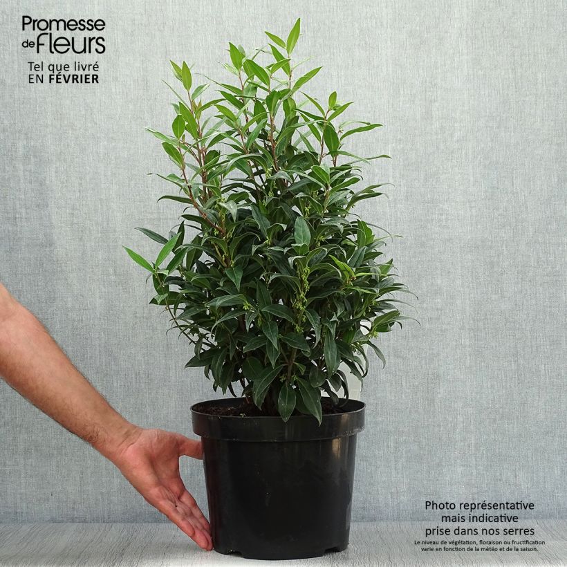 Spécimen de Sarcococca Winter Gem en pot de 7,5l/10l tel que livré en automne