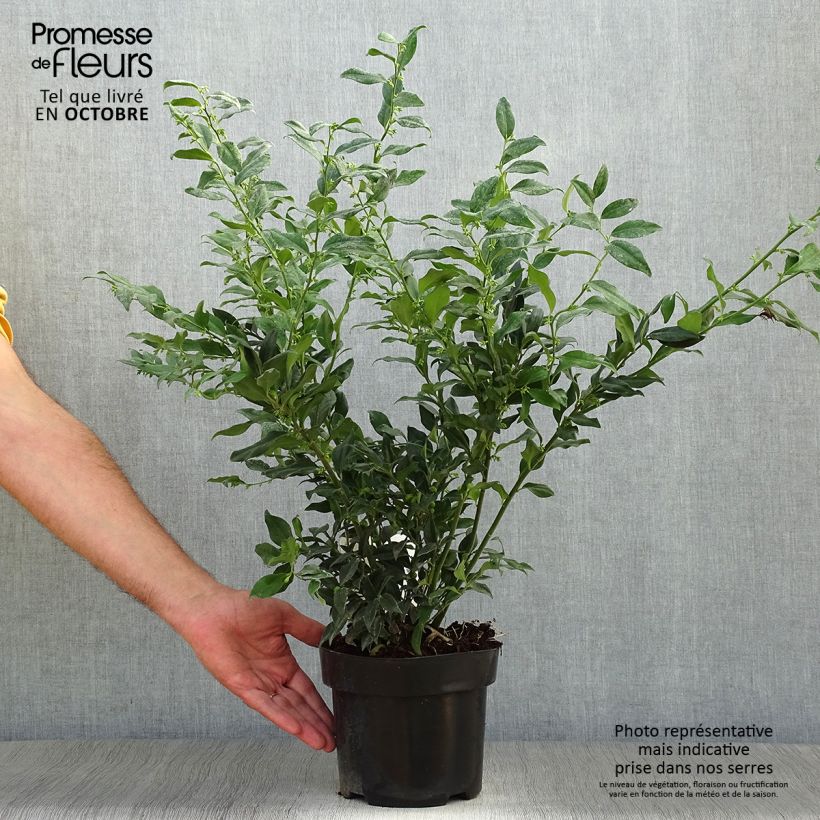 Spécimen de Sarcococca confusa Pot de 2L/3L tel que livré en automne