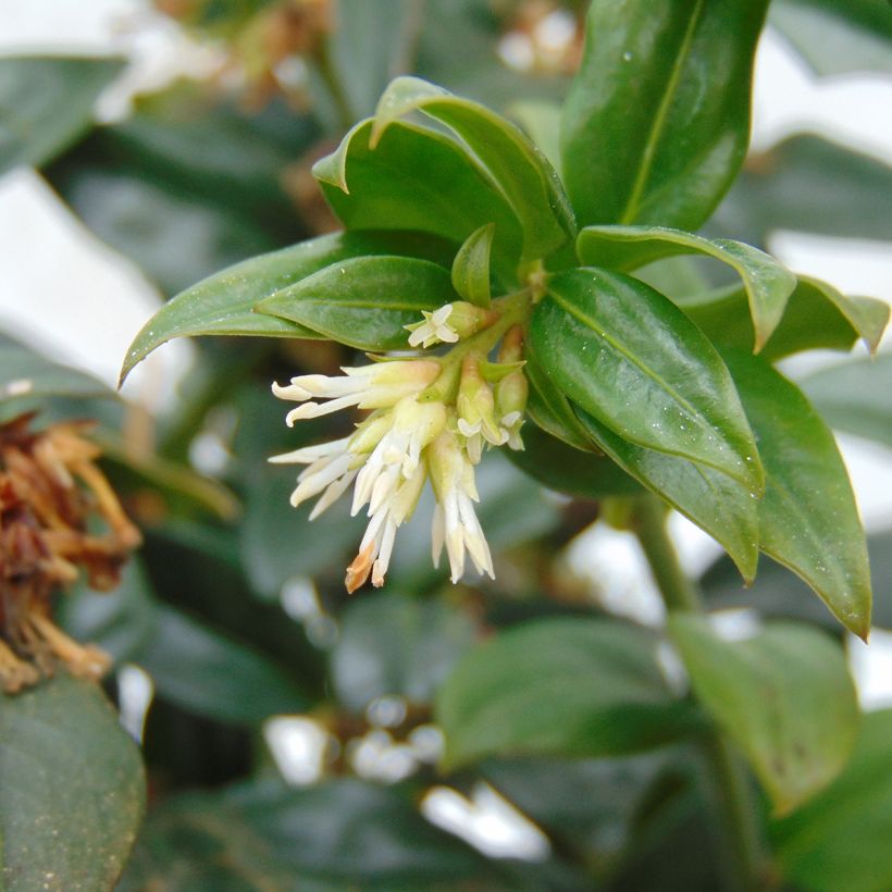 Sarcococca hookeriana (Floraison)