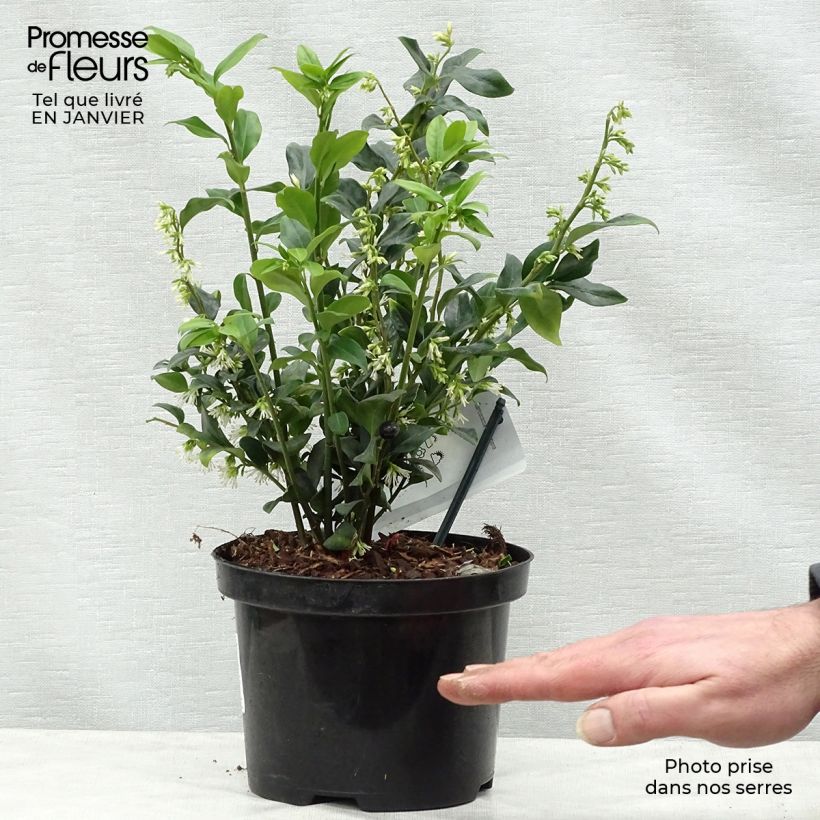 Spécimen de Sarcococca hookeriana Pot de 2L/3L tel que livré en hiver