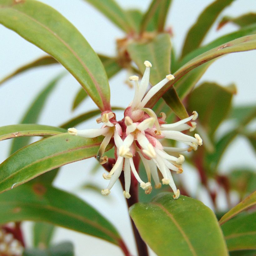 Sarcococca hookeriana Digyna (Floraison)