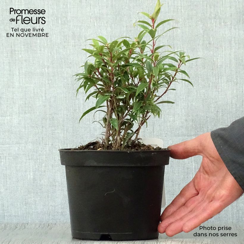 Spécimen de Sarcococca hookeriana Digyna Pot de 2L/3L tel que livré en automne