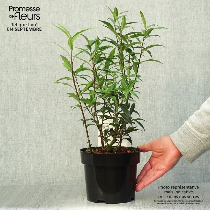 Spécimen de Sarcococca hookeriana Purple Stem en pot de 2/3L tel que livré en automne