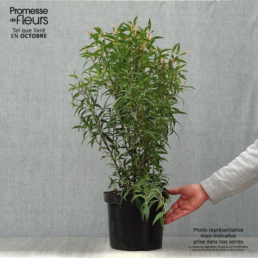 Spécimen de Sarcococca hookeriana Purple Stem en pot de 7,5l/10l tel que livré en automne