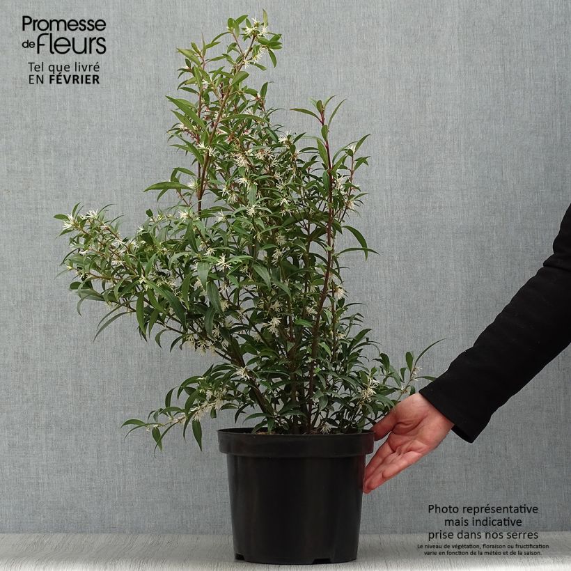 Spécimen de Sarcococca hookeriana Purple Stem en pot de 7,5l/10l tel que livré en hiver