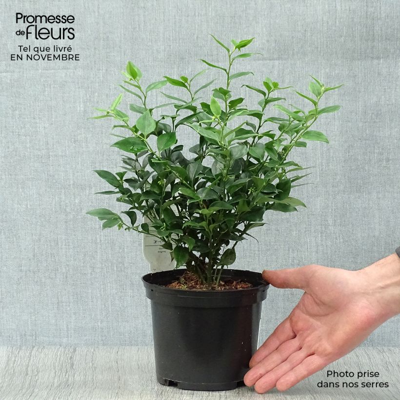 Spécimen de Sarcococca ruscifolia - Sarcocoque à feuilles de Ruscus Pot de 2L/3L tel que livré en automne