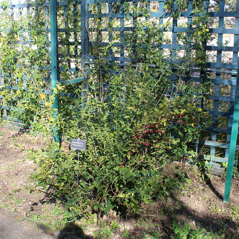 Sarcococca ruscifolia - Sarcocoque à feuilles de Ruscus (Port)