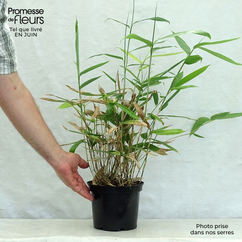 Spécimen de Sasa palmata Nebulosa - Petit bambou tel que livré en été