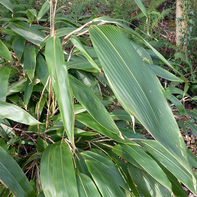 Sasa tessellata - Bambou nain (Feuillage)