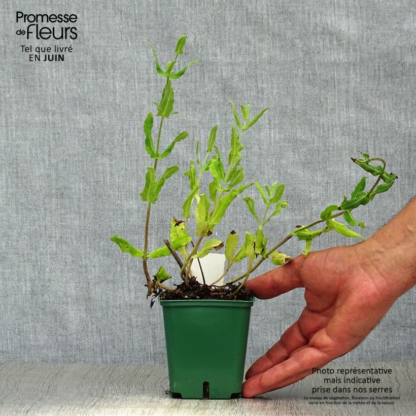 Spécimen de Sauge - Salvia nemorosa Amethyst tel que livré en été