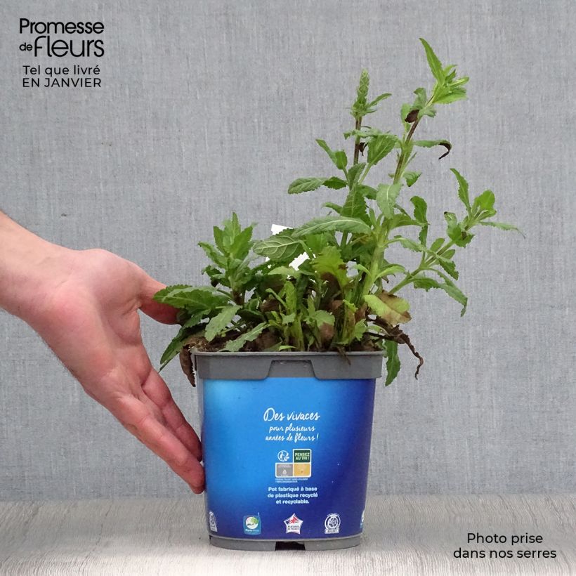 Spécimen de Sauge - Salvia nemorosa Caradonna en pot de 1.5/2 litres tel que livré en hiver