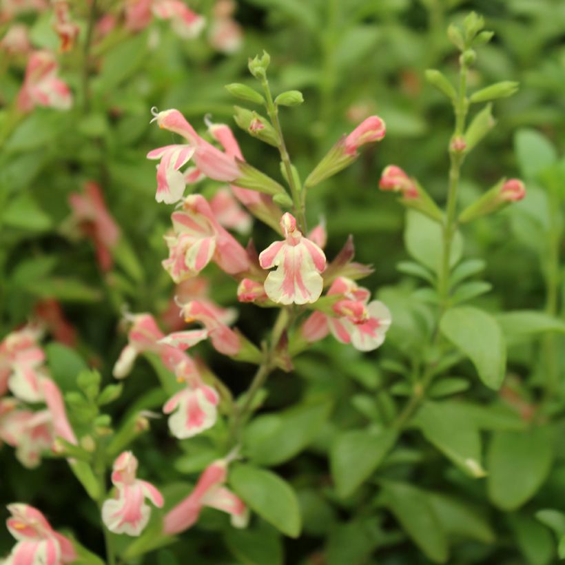 Sauge arbustive Belle de Loire - Salvia jamensis (Floraison)