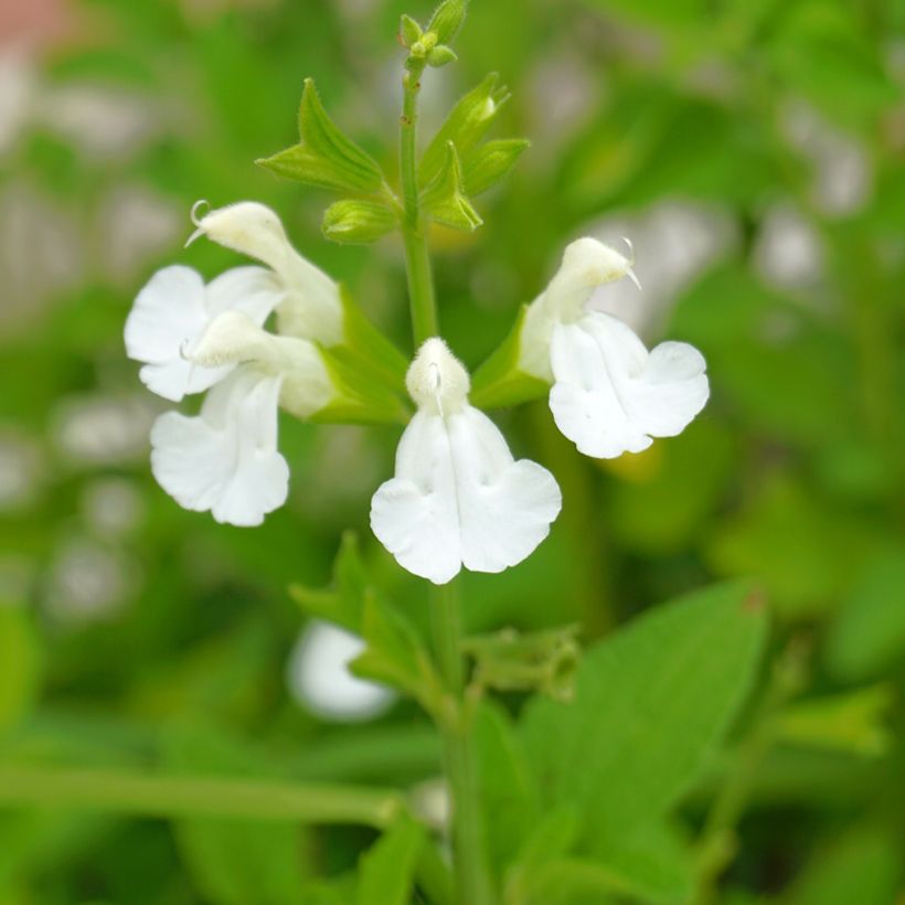 Sauge arbustive - Salvia greggii Alba (Floraison)