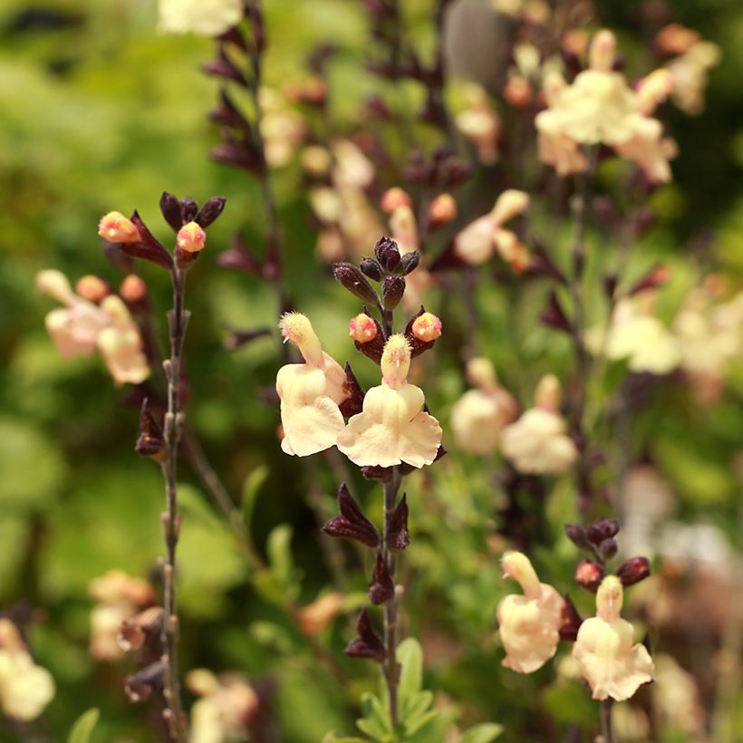 Sauge arbustive - Salvia greggii Mirage Cream (Floraison)