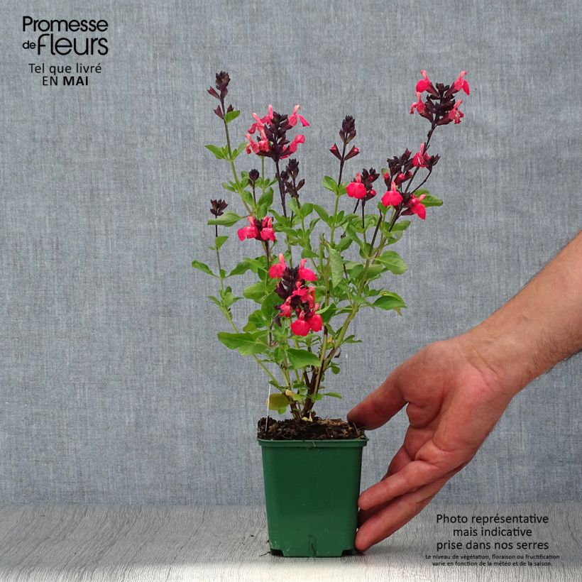 Spécimen de Sauge arbustive - Salvia greggii Mirage Salmon Godet de 8/9 cm tel que livré au printemps