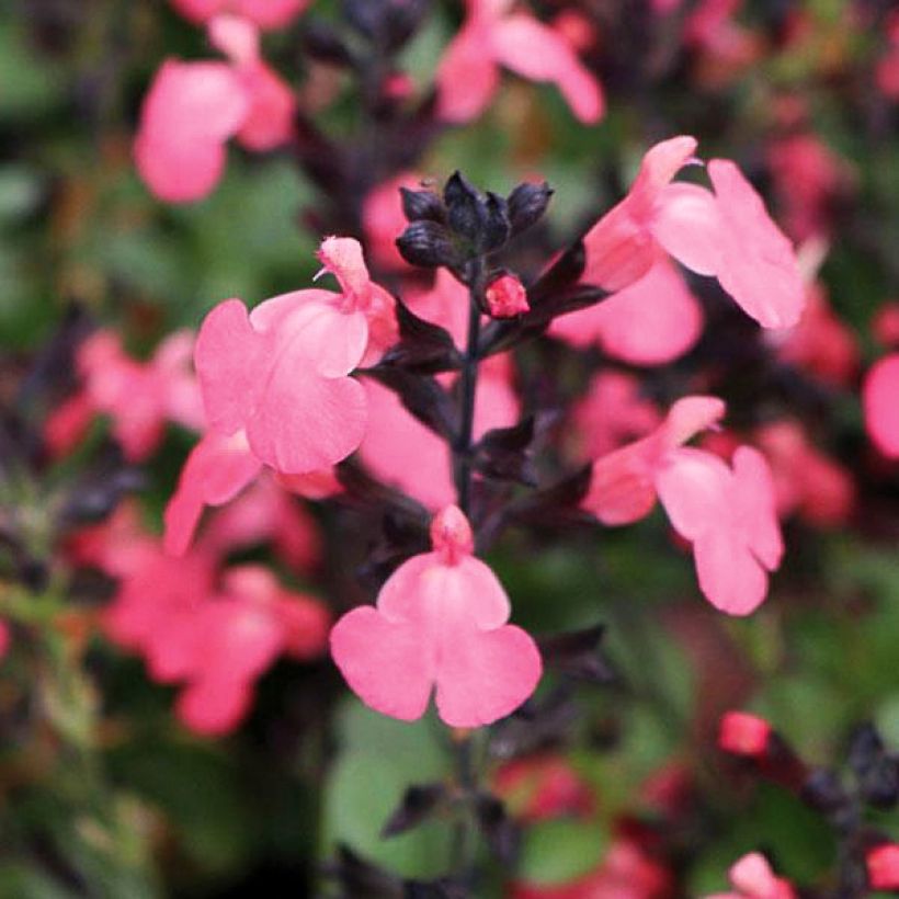 Sauge arbustive - Salvia greggii Mirage Salmon (Floraison)