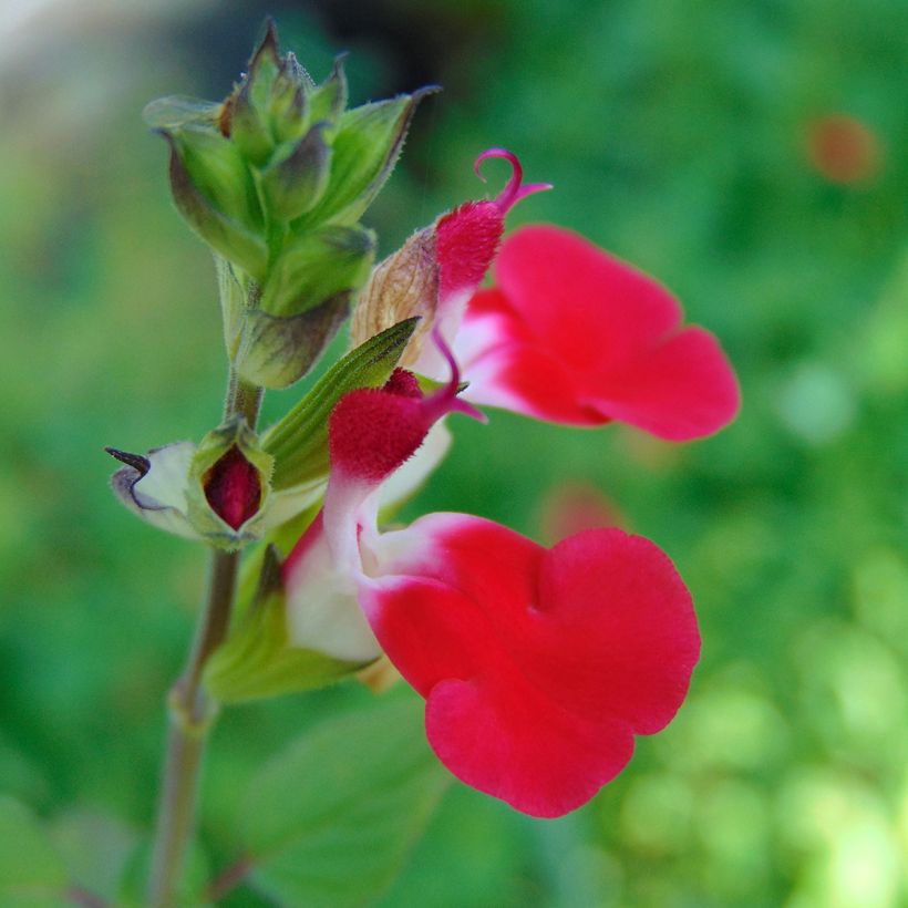 Sauge arbustive - Salvia microphylla Hot Lips (Floraison)