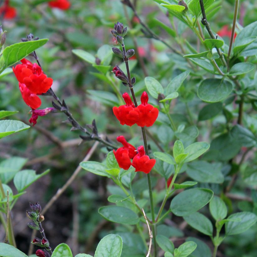 Sauge arbustive - Salvia microphylla Royal Bumble (Floraison)