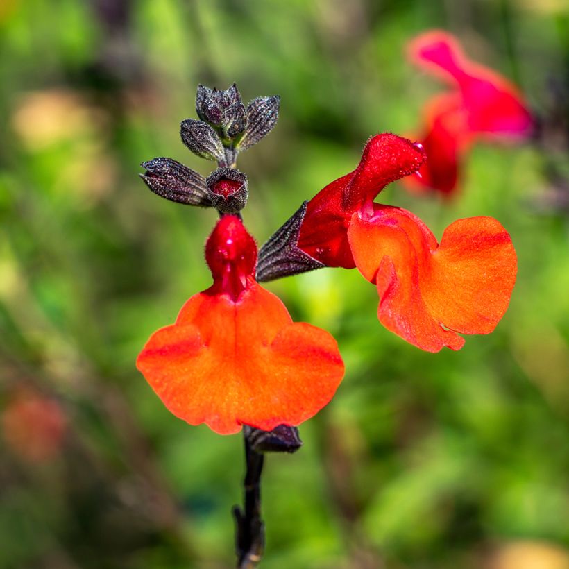 Sauge arbustive - Salvia microphylla Royal Bumble (Floraison)