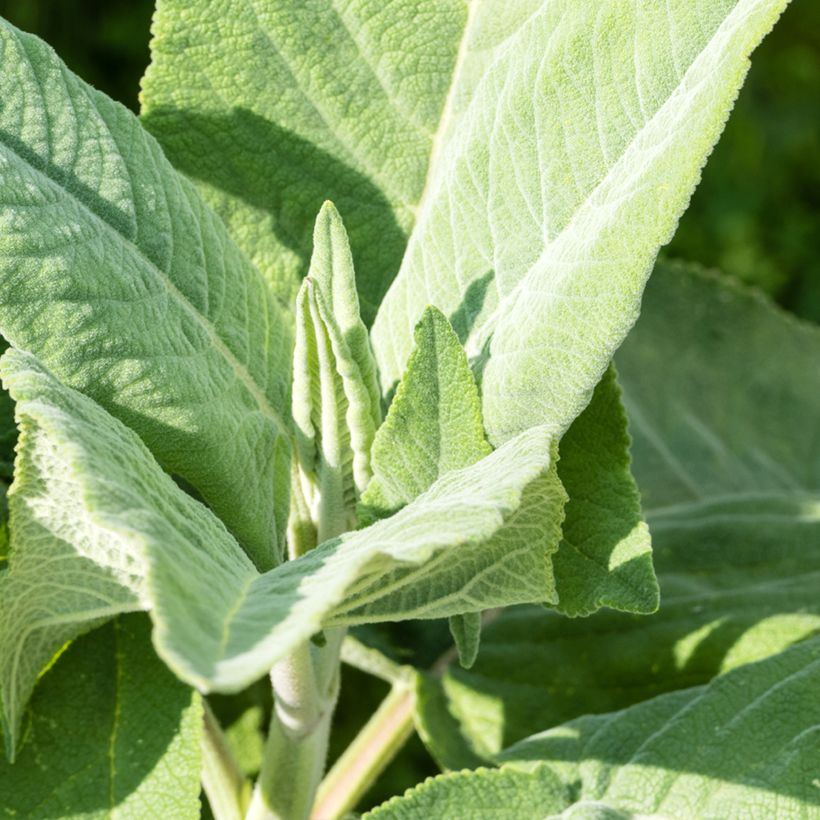 Sauge de Coahuila - Salvia coahuilensis (Feuillage)