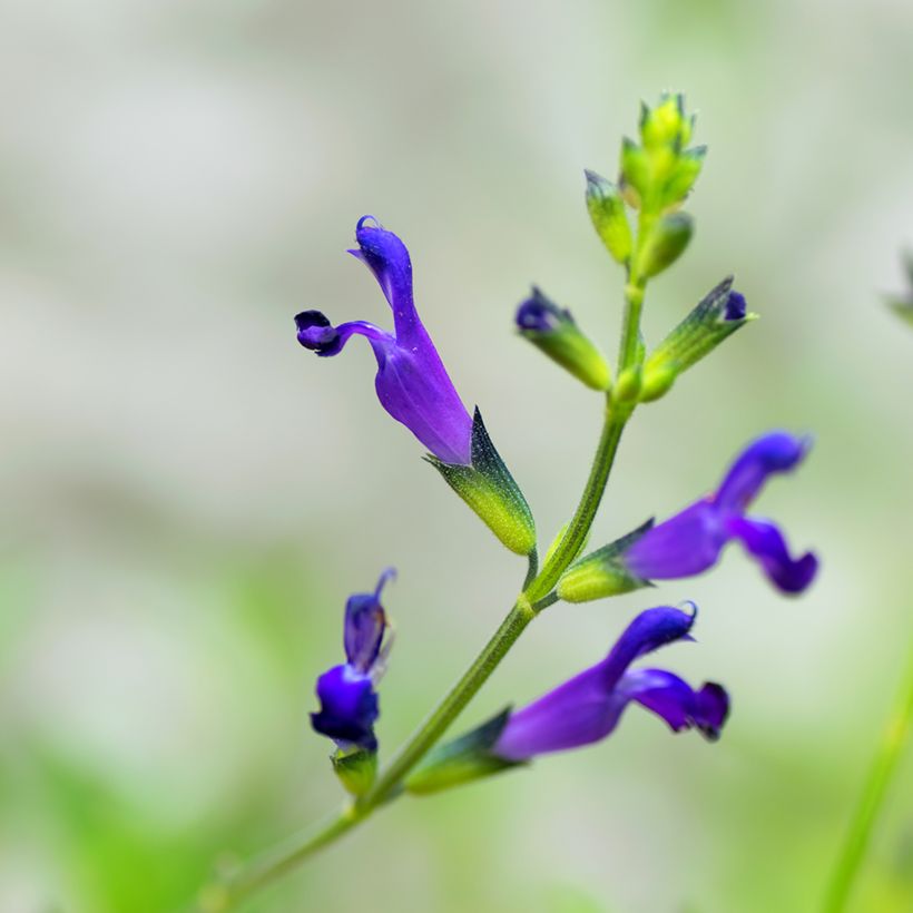 Sauge de Coahuila - Salvia coahuilensis (Floraison)