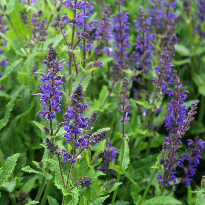 Sauge des bois - Salvia nemorosa Viola Klose (Floraison)