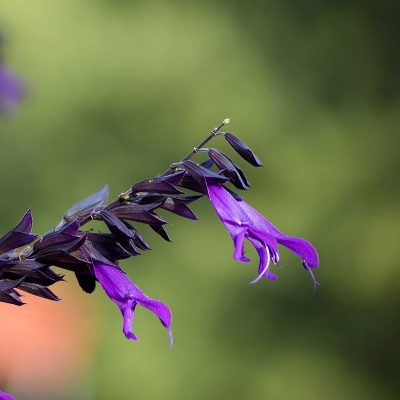 Sauge hybride Amistad violet - Salvia (x) guaranitica (Floraison)