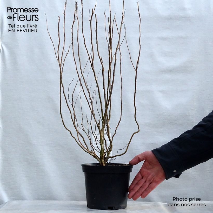 Spécimen de Saule de Pékin tortueux - Salix matsudana (babylonica) Tortuosa 30/40cm en pot de 2/3L tel que livré en hiver