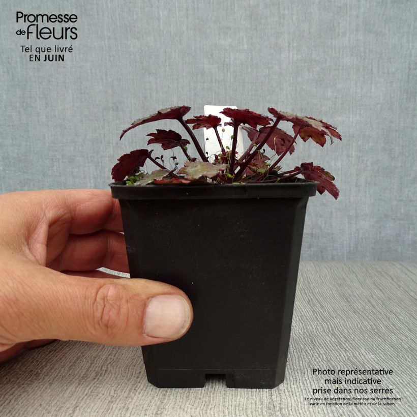 Spécimen de Saxifraga cortusifolia Black Ruby - Saxifrage à feuilles noires tel que livré en été