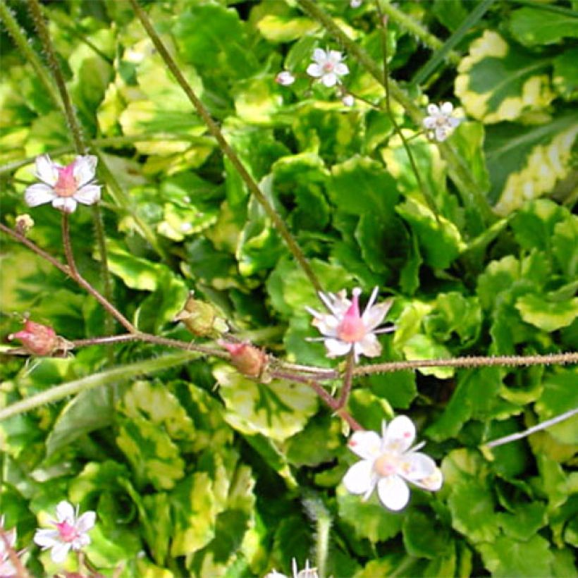 Saxifraga umbrosa Variegata  (Feuillage)