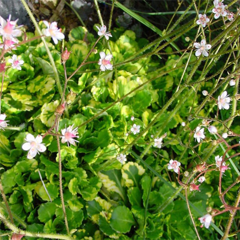 Saxifraga umbrosa Variegata  (Floraison)