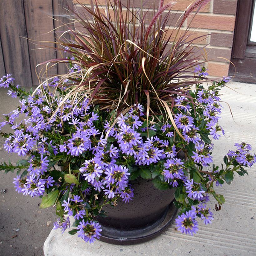 Scaevola Surdiva Bleu - Fleur éventail de fée (Port)