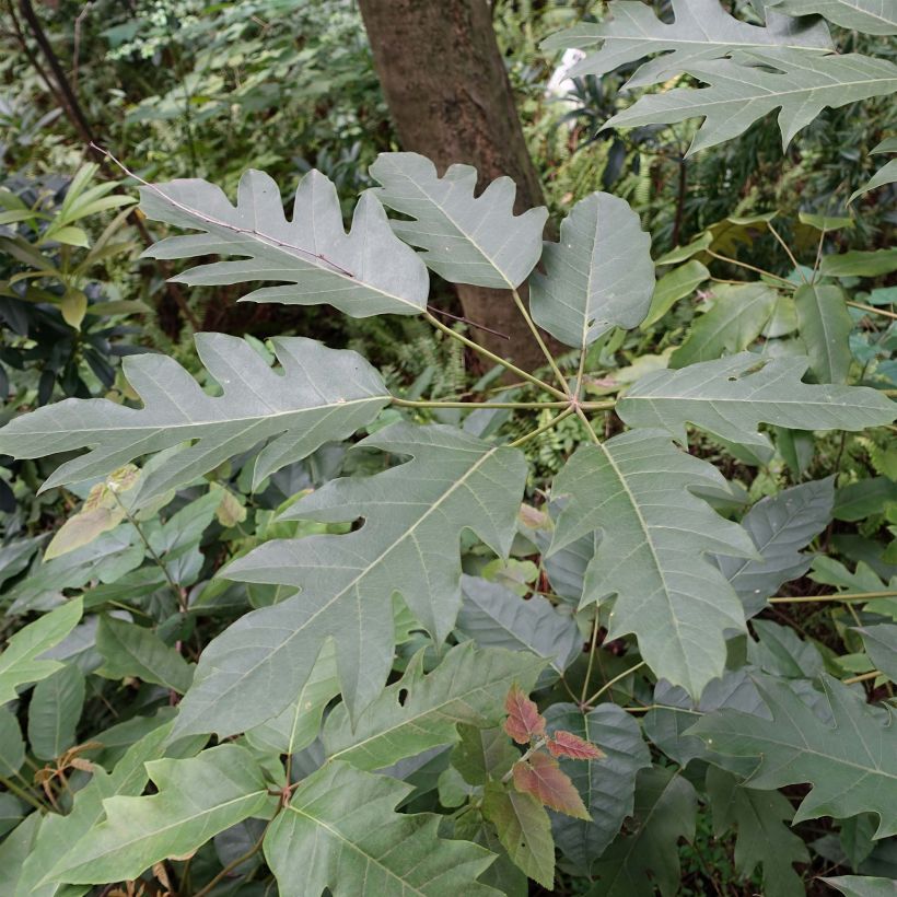 Schefflera delavayi (Feuillage)