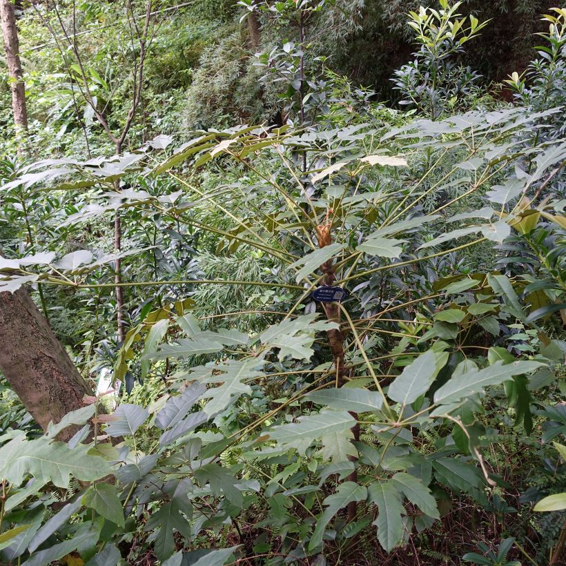 Schefflera delavayi (Port)