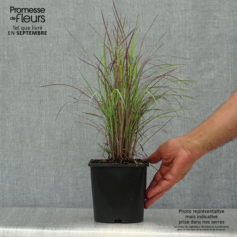 Spécimen de Schizachyrium scoparium Twilight Zone - Herbe à balais Pot de 2L/3L tel que livré en automne