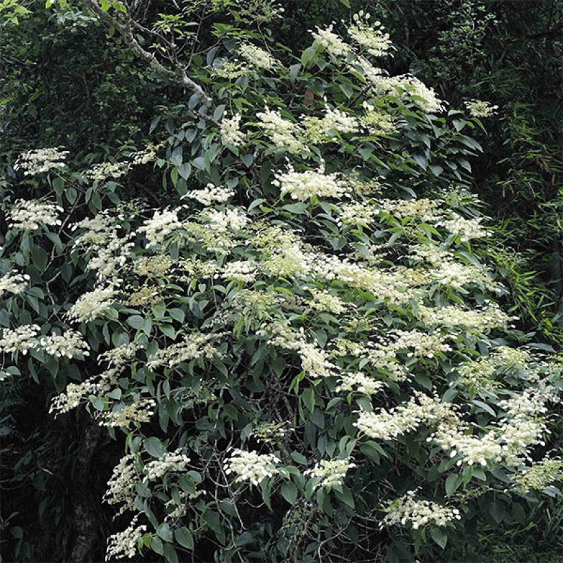 Schizophragma fauriei (Port)