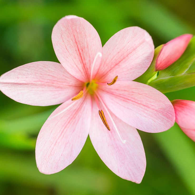 Schizostylis coccinea Rosea - Lis des Cafres (Floraison)