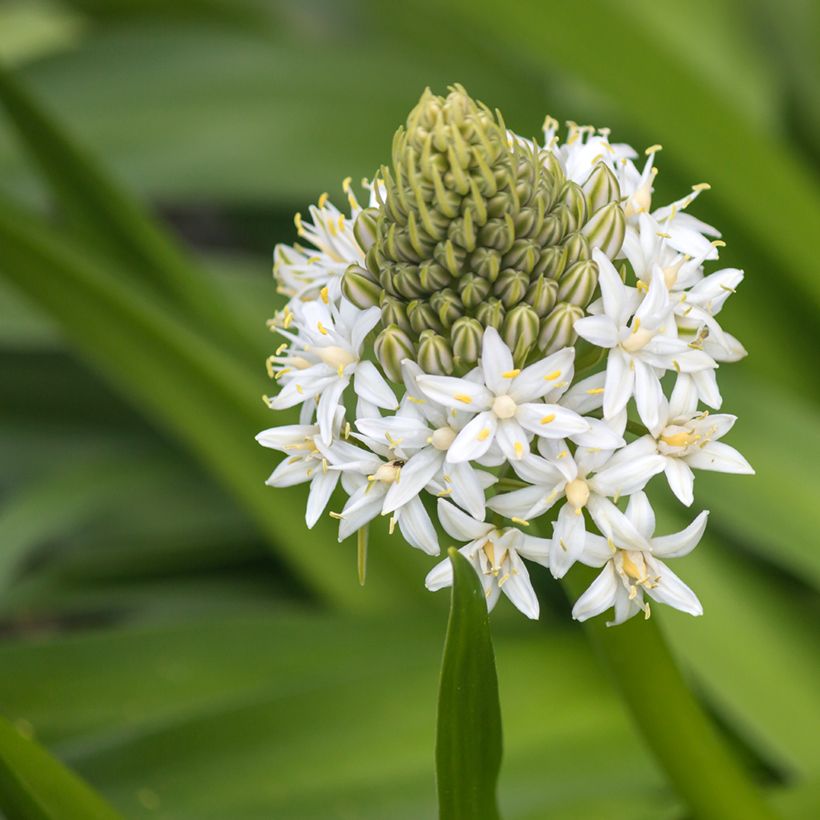 Scille du Pérou - Scilla peruviana White Moon (Floraison)