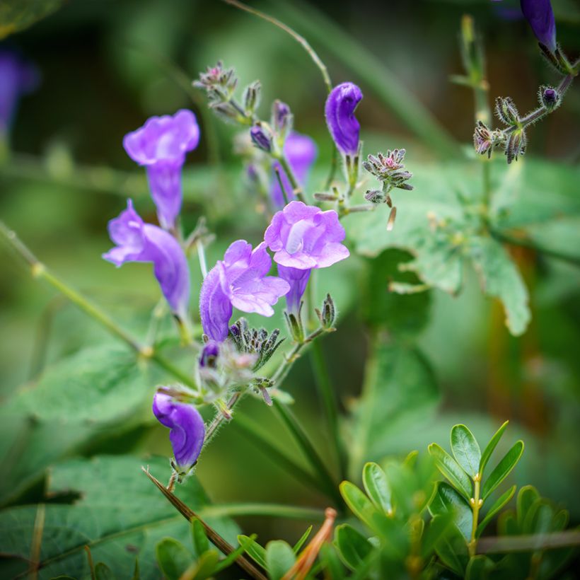 Scutellaria Incana, Scutellaire (Floraison)