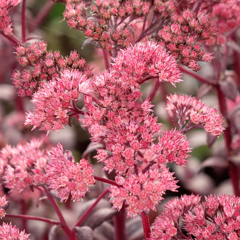 Sedum Mojave Jewels Diamond - Orpin d'automne  (Floraison)