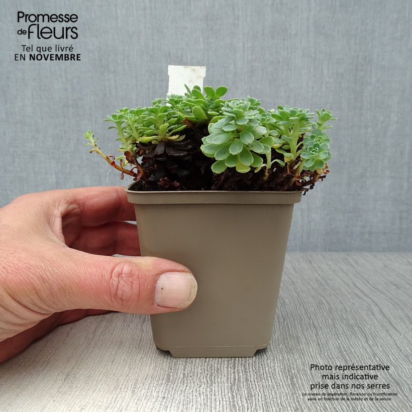 Spécimen de Sedum pachyclados - Orpin pachyclados tel que livré en automne