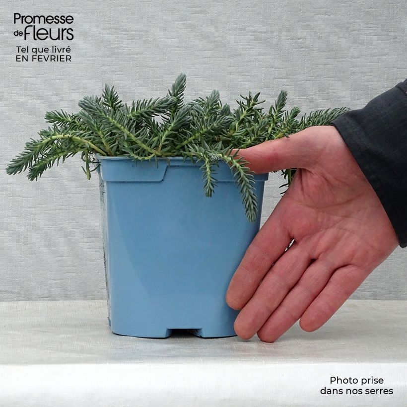 Spécimen de Sedum reflexum Blue Spruce - Orpin réfléchi en pot de 2L/3L tel que livré en hiver