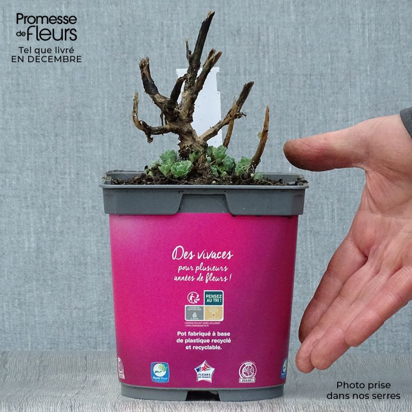 Spécimen de Sedum spectabile Carl en pot de 2L - Orpin d'Automne tel que livré en hiver