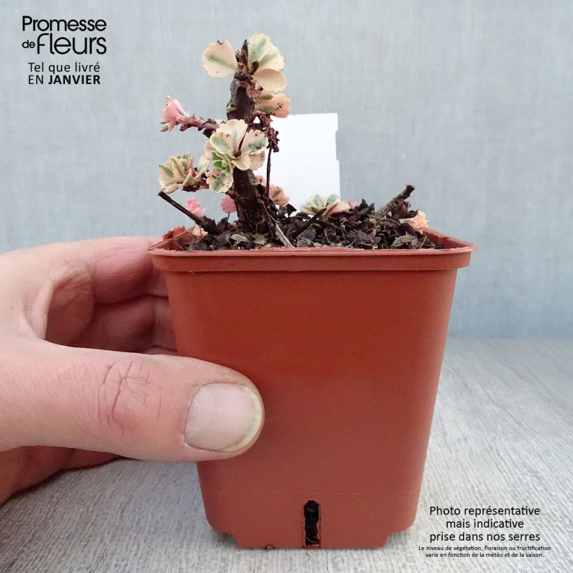 Spécimen de Sedum takesimense Atlantis - Orpin panaché - Godet de 9cm tel que livré en hiver